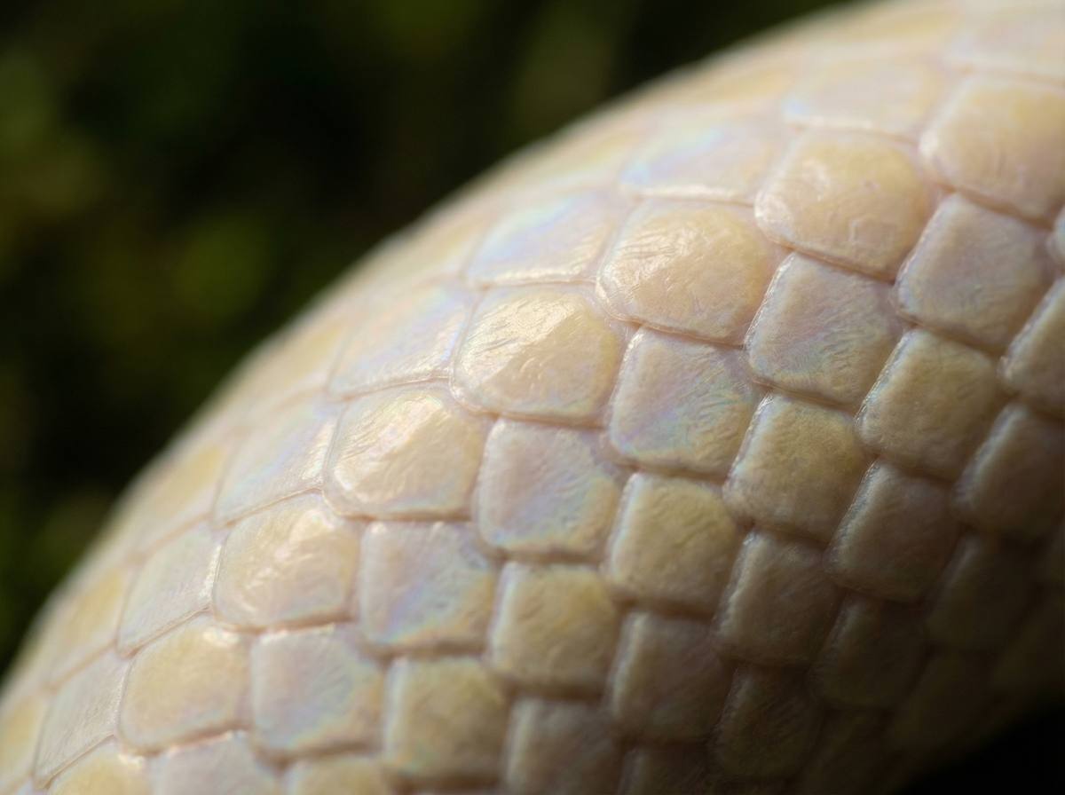 里番网蟒蛇微距视频 - 蟒蛇鳞片微距摄影技巧分享